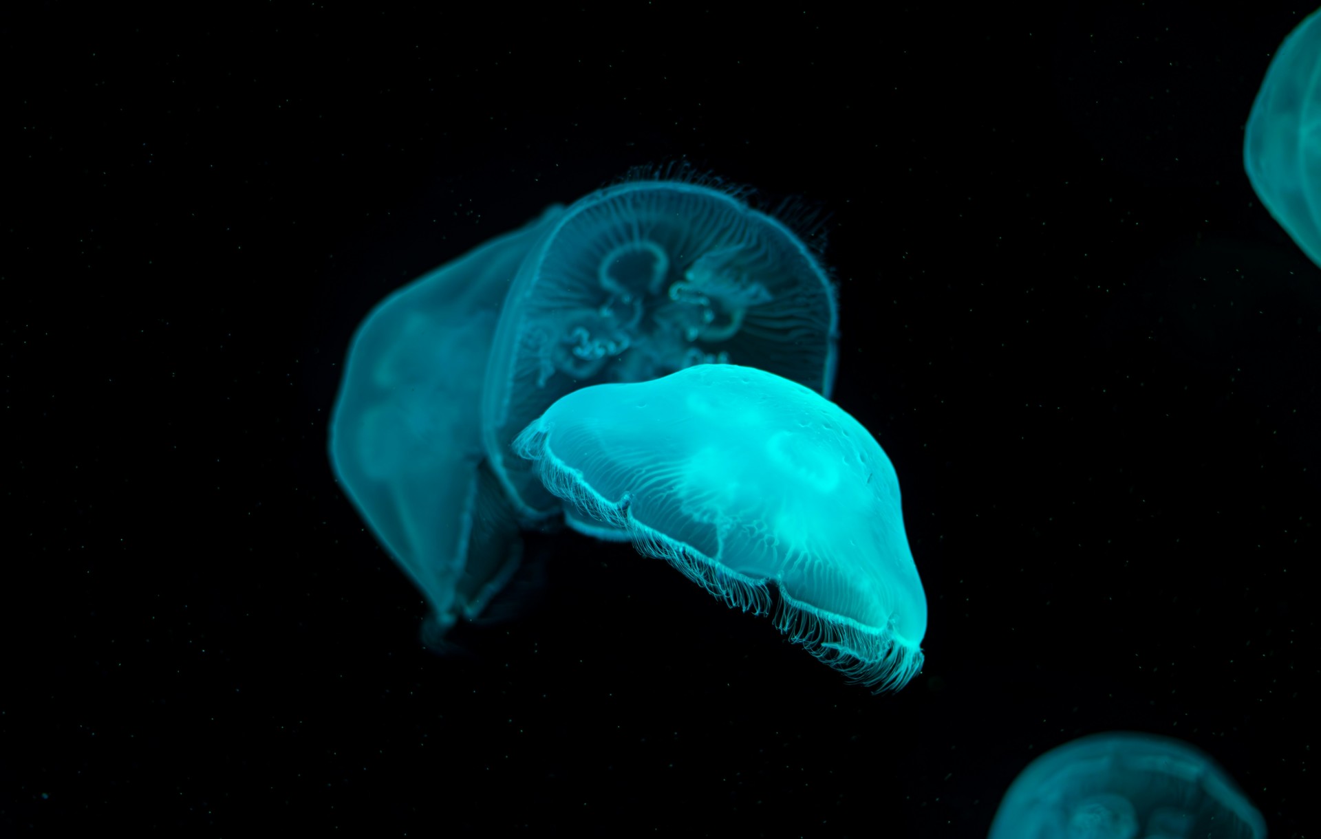 sea creatures