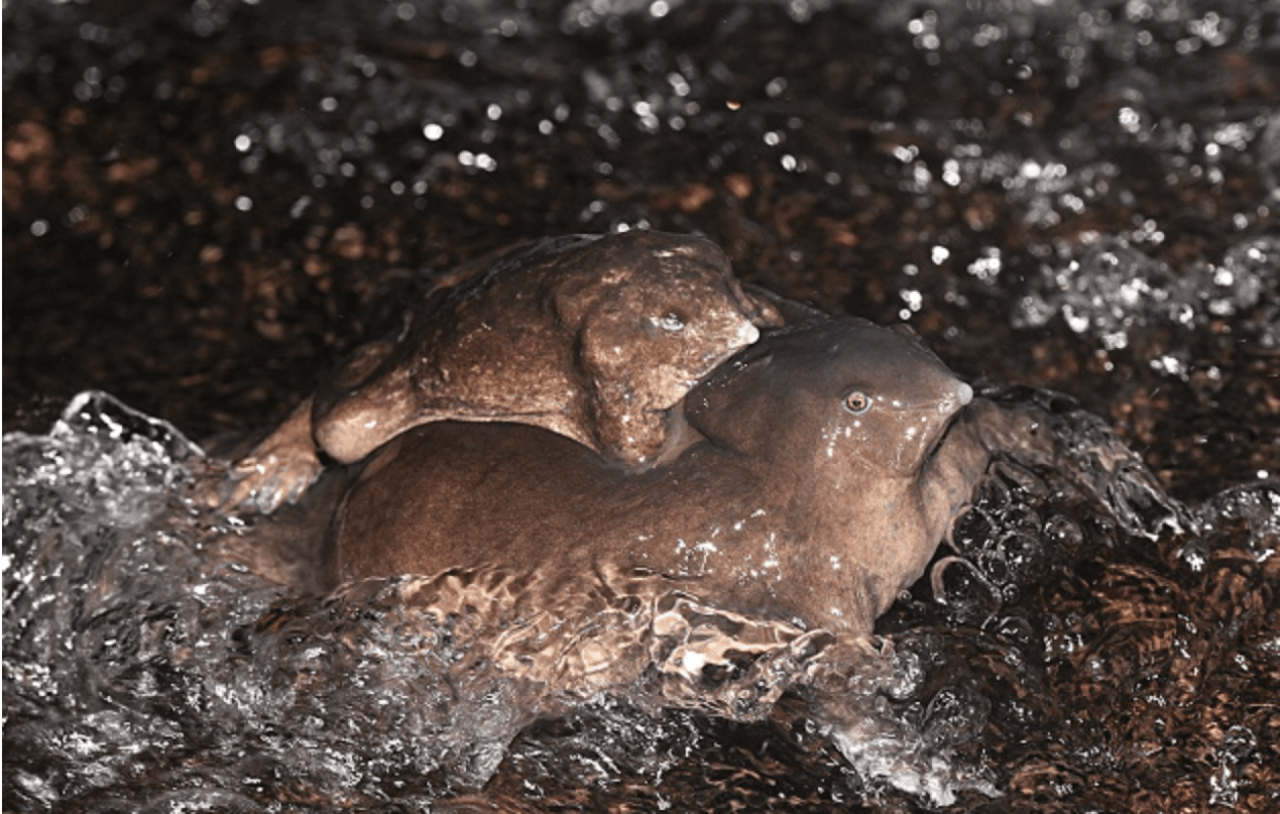 the purple frog (1)