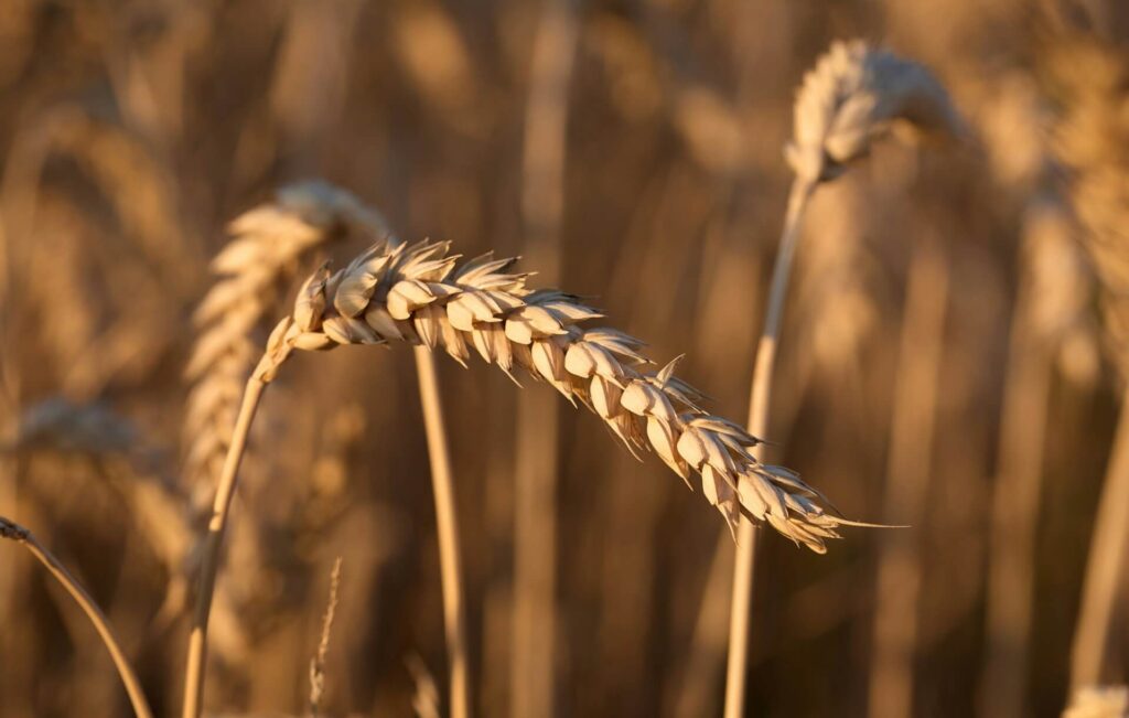 wheat grains (1)